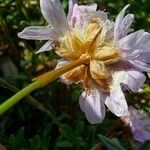 Armeria arenaria