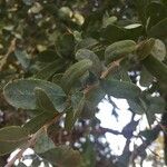 Boscia albitrunca Yaprak