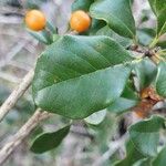 Pittosporum stenopetalum Folio