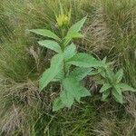 Senecio hercynicus Leaf