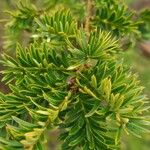Taxus canadensis Лист