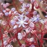 Sedum caeruleum Floro