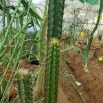 Praecereus euchlorus Blad