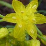 Bulbine abyssinica Floare