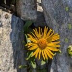 Doronicum clusii Flower