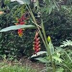 Heliconia rostrata Flower