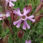 Silene vallesia Flors