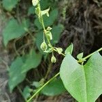 Fallopia dumetorum Fruto