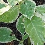 Nicotiana tomentosa Folha