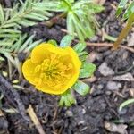 Eranthis hyemalisBlomst