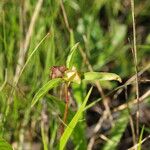 Malvastrum hispidum Fruto