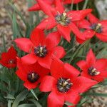 Tulipa linifolia Fiore