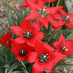 Tulipa linifolia Blüte