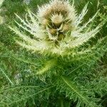 Cirsium spinosissimum Flower