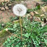 Taraxacum dissectum Лист