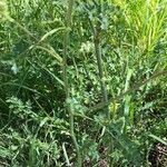 Selinum carvifolia Hoja