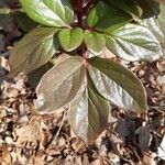 Paeonia corsica Leaf