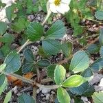 Fragaria chiloensis Habit