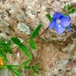 Veronica fruticans Foglia