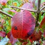 Viburnum prunifoliumLiść