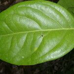Cuervea kappleriana Лист