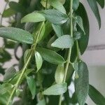 Columnea microphylla Hoja