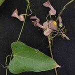 Aristolochia triangularis फूल
