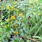 Azara lanceolata Habitus