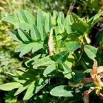 Astragalus frigidus Blatt