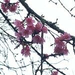 Prunus campanulata Flower