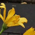 Dimorphotheca sinuata Flower