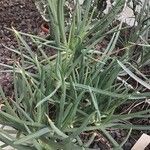 Bulbine frutescens Leaf