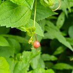 Amelanchier interior