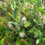 Salix glauca Flower