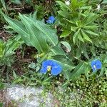 Commelina ensifolia 花