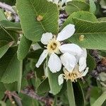 Amelanchier utahensis Floare