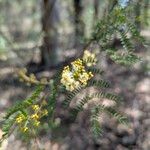 Acacia terminalis Fiore