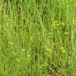 Utricularia intermedia Habitus