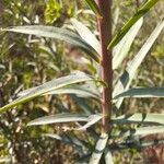 Euphorbia terracina Levél