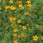 Tagetes tenuifolia ശീലം