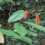 Elaeocarpus ferrugineus Folha