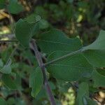 Guiera senegalensis Leaf