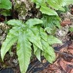 Tectaria heracleifolia Leaf