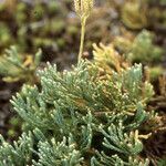 Lycopodium tristachyum Habitatea