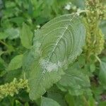 Amaranthus hybridus Hoja