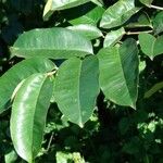 Chrysophyllum oliviforme Leaf