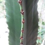 Euphorbia abyssinica Leaf