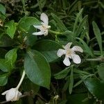 Wrightia antidysenterica Flower
