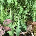 Crepis leontodontoides Leaf