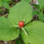 Trillium undulatum Fruit